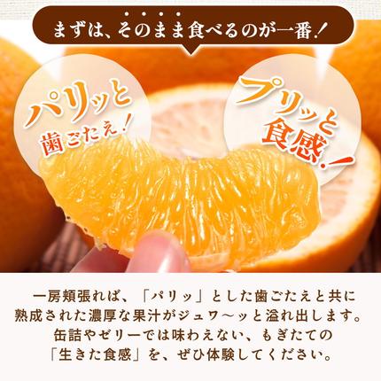 和歌山県美浜町のふるさと納税 ＜4月より発送＞厳選 樹上完熟はっさく5kg+250g（傷み補償分）【有田の春みかん・五月八朔・木生りはっさく】【光センサー選別】