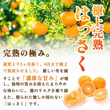 和歌山県美浜町のふるさと納税 ＜4月より発送＞厳選 樹上完熟はっさく5kg+250g（傷み補償分）【有田の春みかん・五月八朔・木生りはっさく】【光センサー選別】