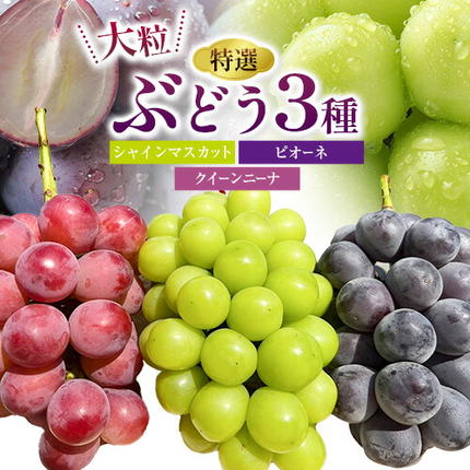 特選 大粒 ぶどう 3種 セット 約2kg