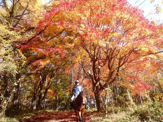 長野県小諸市のふるさと納税 体験 まきば軽井沢 まったり100分 乗馬 1名様 体験チケット 馬 自然