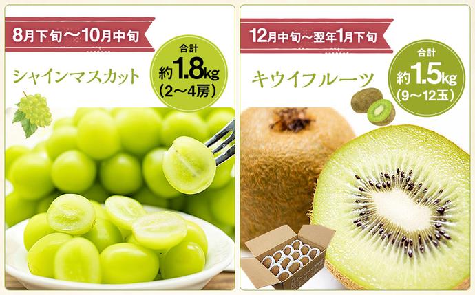 山梨県中央市のふるさと納税 【先行受付】【6回定期便】 フルーツ王国 山梨県産 6種セット ／ えべし フルーツ 果物 くだもの 貴陽 すもも もも 桃 梨 なし ぶどう ブドウ 葡萄 シャインマスカット キウイ 新鮮 果実 産地直送 山梨県 中央市 【2026年6月中旬-2027年1月下旬発送予定】