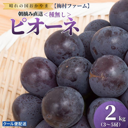 【2026年発送 先行予約】【梅村ファーム