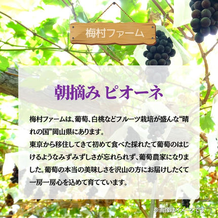 岡山県鏡野町のふるさと納税 【2026年発送 先行予約】【梅村ファーム】朝摘み直送 ピオーネ（3?5房入り 約2.0kg）【030-a021】