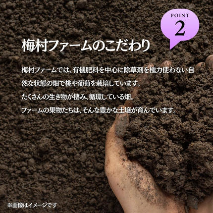 岡山県鏡野町のふるさと納税 【2026年発送 先行予約】【梅村ファーム】朝摘み直送 ピオーネ（3?5房入り 約2.0kg）【030-a021】