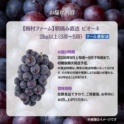 岡山県鏡野町のふるさと納税 【2026年発送 先行予約】【梅村ファーム】朝摘み直送 ピオーネ（3?5房入り 約2.0kg）【030-a021】