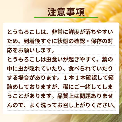 茨城県八千代町のふるさと納税 【先行予約 2026年6月下旬以降発送 】 【 令和8年産 】 深夜採り 朝出荷 白い とうもろこし ピュアホワイト 約 6kg トウモロコシ 期間限定 甘い 生食 [AX028ya]