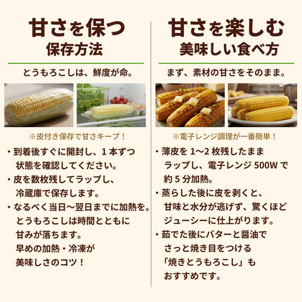 茨城県八千代町のふるさと納税 【先行予約 2026年6月下旬以降発送 】 【 令和8年産 】 深夜採り 朝出荷 白い とうもろこし ピュアホワイト 約 6kg トウモロコシ 期間限定 甘い 生食 [AX028ya]