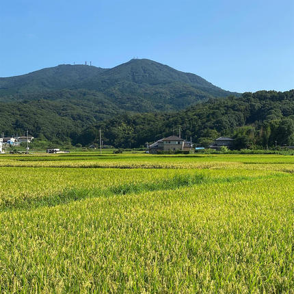 茨城県桜川市のふるさと納税 《全4回 定期便》《 令和8年産 》 コシヒカリ 「幻の米 羽鳥米」 計 12kg (3kg × 4回) 筑波北麓秘蔵米 先行予約 お米 ごはん 精米 コメ 白米 国産 茨城県 桜川市 限定 期間限定 数量限定 銘柄米 [AX005sa]