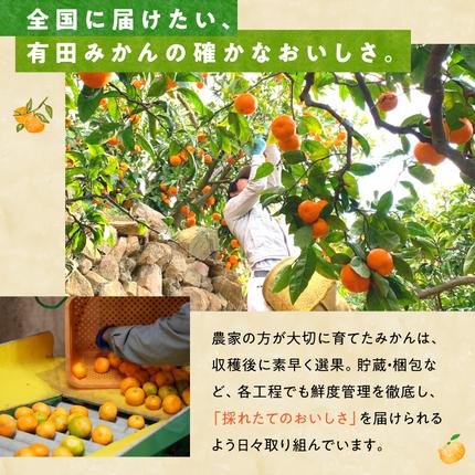 和歌山県湯浅町のふるさと納税 MK1044_2月28日終了！ 最短出荷すぐ届く！みかん Ｍサイズ 秀品 箱込 5kg ( 内容量 4.4kg ) 有田みかん 和歌山県産 産地直送 贈答用 【みかんの会】