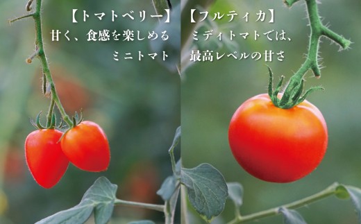 山梨県甲斐市のふるさと納税 【期間限定（３～７月）】赤坂とまとの完熟セット　DE-1