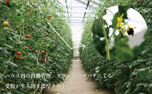 山梨県甲斐市のふるさと納税 【期間限定（３～７月）】赤坂とまとの完熟セット　DE-1