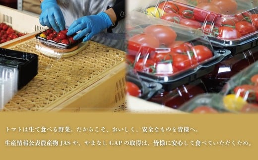 山梨県甲斐市のふるさと納税 【期間限定（３～７月）】赤坂とまとの完熟セット　DE-1