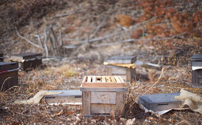 静岡県浜松市のふるさと納税 養紡屋"yohoya"のはちみつ5個セット（2～5種類季節によって変ります） 蜂蜜