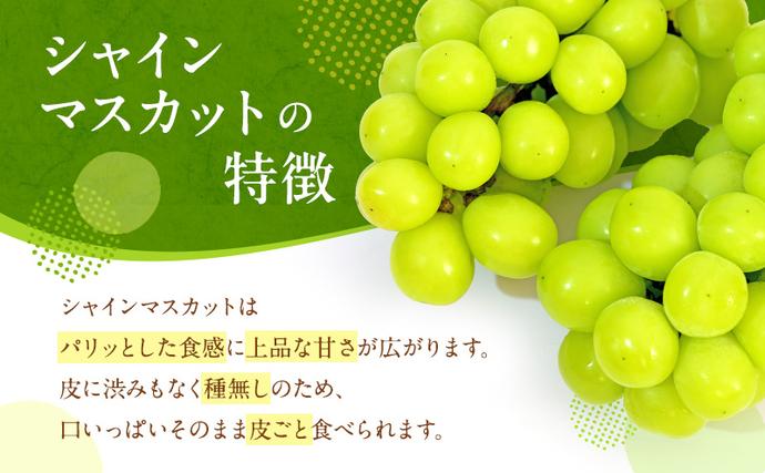 岡山県赤磐市のふるさと納税 ぶどう 2026年 先行予約 シャイン マスカット 晴王 1房 650g以上 2026年6月下旬～7月下旬発送分 ブドウ 葡萄 岡山県 赤磐市産 国産 フルーツ 果物 ギフト 赤坂青空市 シャインマスカット