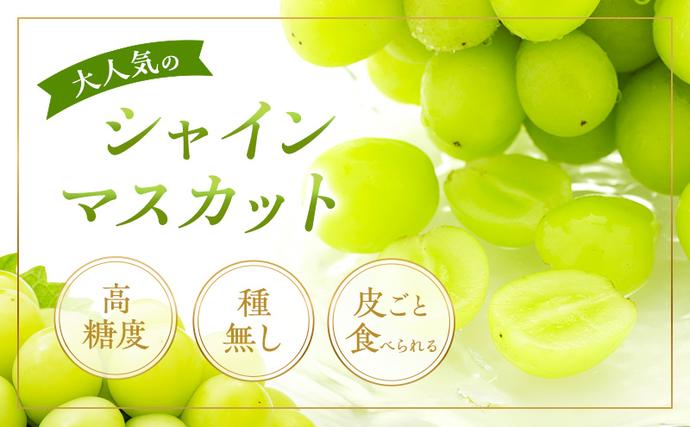 岡山県赤磐市のふるさと納税 ぶどう 2026年 先行予約 シャイン マスカット 晴王 1房 650g以上 2026年6月下旬～7月下旬発送分 ブドウ 葡萄 岡山県 赤磐市産 国産 フルーツ 果物 ギフト 赤坂青空市 シャインマスカット