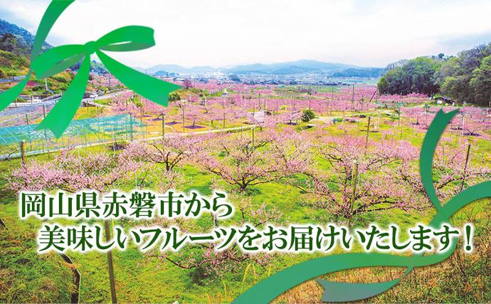 岡山県赤磐市のふるさと納税 ぶどう 2026年 先行予約 シャイン マスカット 晴王 1房 650g以上 2026年6月下旬～7月下旬発送分 ブドウ 葡萄 岡山県 赤磐市産 国産 フルーツ 果物 ギフト 赤坂青空市 シャインマスカット