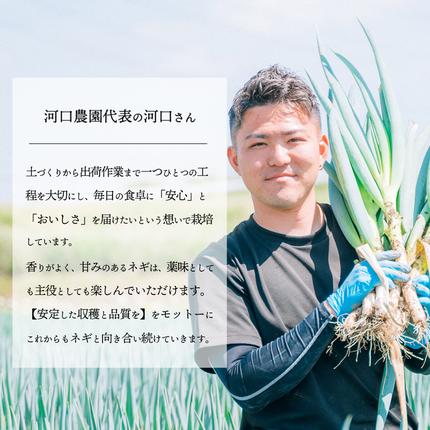 長ネギ 約5kg 約45本 茨城県産 八千代町産 野菜 農家直送 化成肥料不