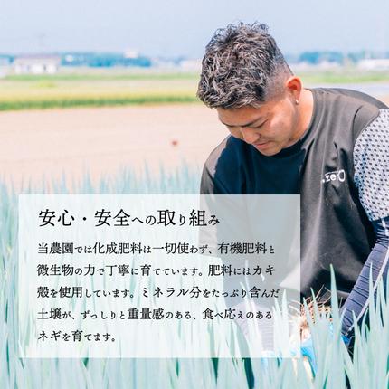 長ネギ 約5kg 約45本 茨城県産 八千代町産 野菜 農家直送 化成肥料不