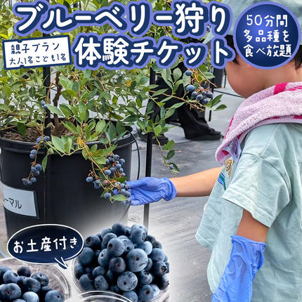 ブルーベリー狩り 体験チケット [親子プラン お土産付き] ブルーベリー ベリー 食べ比べ 食べ放題 収穫 収穫体験 体験 チケット 招待券 レジャー 観光 旅行 親子 ふれあい お土産 おみやげ 持ち帰り テイクアウト 多品種 果実 果物 くだもの フルーツ 自然体験 農業体験 茨城県 桜川市 [DZ008sa]
