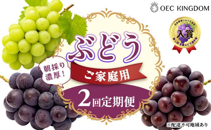 ぶどう 2026年 先行予約 ご家庭用 2
