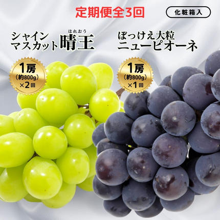 ＜定期便全3回＞シャインマスカット晴王1房
