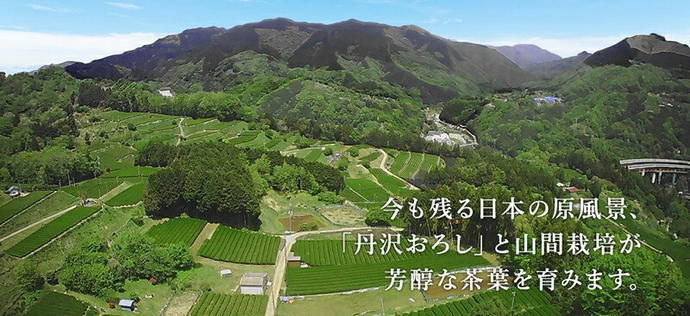 神奈川県南足柄市のふるさと納税 足柄茶ティーバッグ極3袋セット【 足柄茶 神奈川県 南足柄市 】