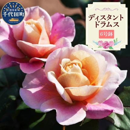 [群馬県千代田]ディスタントドラムス [バラ] 鉢植え 6号鉢
