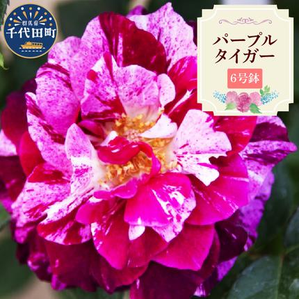 [群馬県千代田]パープルタイガー [バラ] 鉢植え 6号鉢