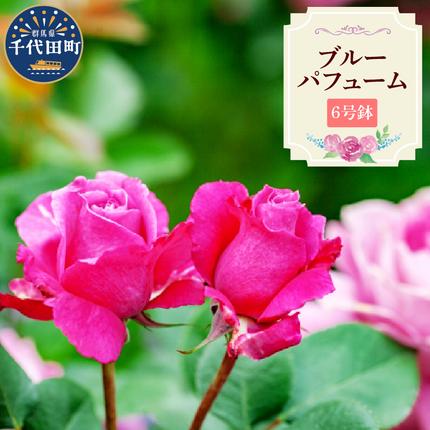 [群馬県千代田]ブルーパフューム [バラ] 鉢植え 6号鉢