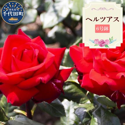 [群馬県千代田]ヘルツアス [バラ] 鉢植え 6号鉢