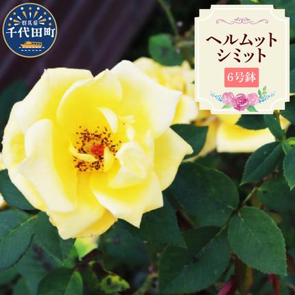 [群馬県千代田]ヘルムットシミット [バラ] 鉢植え 6号鉢