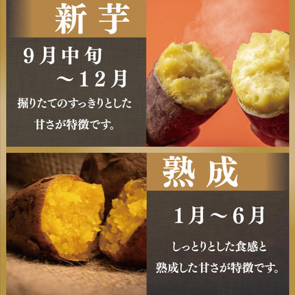 茨城県行方市のふるさと納税 【訳あり】 紅はるか 約10kg 【2026年9月より順次発送】｜紅はるか 無選別 先行予約 行方台地 さつまいも 茨城県(CU-55-4)