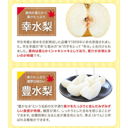 熊本県長洲町のふるさと納税 梨 くまもと梨 秋 旬 なし 季節限定 幸水 豊水 先行 果物 くだもの フルーツ ナシ 梨 先行予約 送料無料 あきづき 甘太 新高 新興 約3.5kg 5玉～15玉前後 熊本県産【着日指定不可】《2026年8月下旬‐11月中旬頃より出荷》旬 果物 お取り寄せ