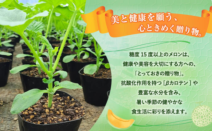 北海道上富良野町のふるさと納税 【令和8年産】富良野 高糖度 赤肉メロン 1玉 約1.8kg ～ 2.3kg うっちーfarm 北海道 メロン フルーツ 果物 デザート上富良野産