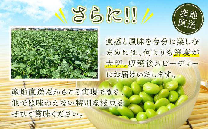 熊本県八代市のふるさと納税 熊本県八代市産 枝豆 1.5kg えだまめ エダマメ 茶豆 産地直送 おつまみ 野菜 お弁当 豆 まめ 旬 熊本県 八代市