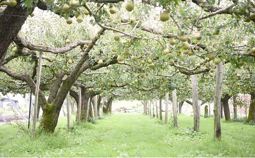山形県南陽市のふるさと納税 【令和8年産先行予約】 〈訳あり品 家庭用〉 ラ・フランス 約5kg (10～18玉 中～大玉) 《令和8年11月上旬～発送》 『旬の果実 佐藤市右衛門農園』 ラフランス 西洋梨 洋なし 訳あり 果物 フルーツ デザート 山形県 南陽市 [1047]