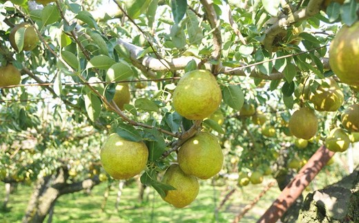 山形県南陽市のふるさと納税 【令和8年産先行予約】 〈訳あり品 家庭用〉 ラ・フランス 約5kg (10～18玉 中～大玉) 《令和8年11月上旬～発送》 『旬の果実 佐藤市右衛門農園』 ラフランス 西洋梨 洋なし 訳あり 果物 フルーツ デザート 山形県 南陽市 [1047]