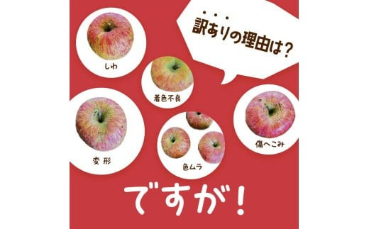 山形県南陽市のふるさと納税 【令和8年産先行予約】 〈訳あり品 家庭用〉 りんご 「サンふじ」 約5kg バラ詰め 《令和8年12月上旬～令和9年2月下旬発送》 『カネタ高橋青果』 リンゴ 山形県 南陽市 [1958]