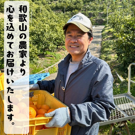 和歌山県美浜町のふるさと納税 【特撰】セミノール 2kg+200g(補償分)｜ みかん 高級 くだもの 晩柑 柑橘 和歌山