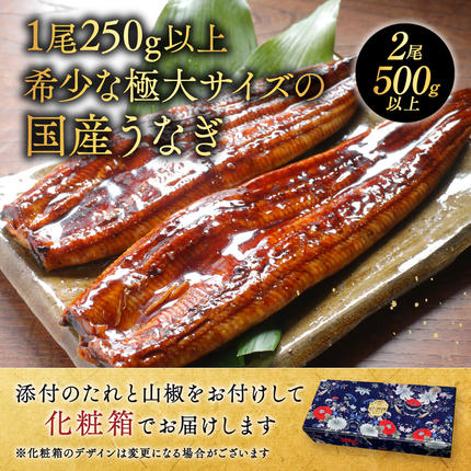 北海道別海町のふるさと納税 国産 希少 極大 特上うなぎ(250g×2尾)