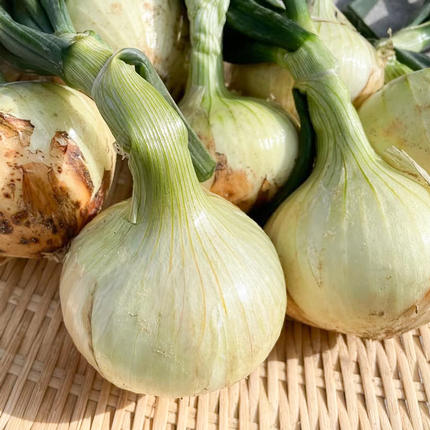 兵庫県淡路市のふるさと納税 【新玉ねぎ】淡路島 池上農場の「あやたけ」5kg【発送時期2026年3月下旬～5月頃】 玉ねぎ