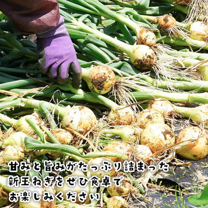兵庫県淡路市のふるさと納税 淡路島産新玉ねぎ 5kg　玉ねぎ
