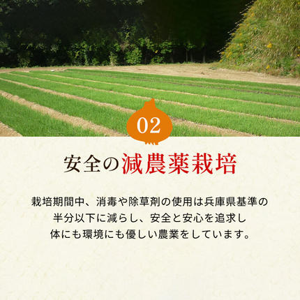 兵庫県淡路市のふるさと納税 【新玉ねぎ】今井ファームの淡路島たまねぎ「かくし玉」 2kg【発送時期2026年4月下旬～5月頃】