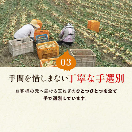 兵庫県淡路市のふるさと納税 【新玉ねぎ】今井ファームの淡路島たまねぎ「かくし玉」 2kg【発送時期2026年4月下旬～5月頃】