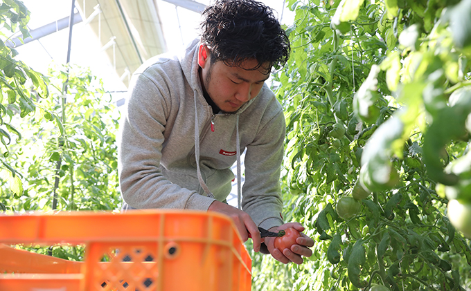 岐阜県池田町のふるさと納税 HOSONOFARMプレミアムミニトマト「スピカ」1kg 野菜