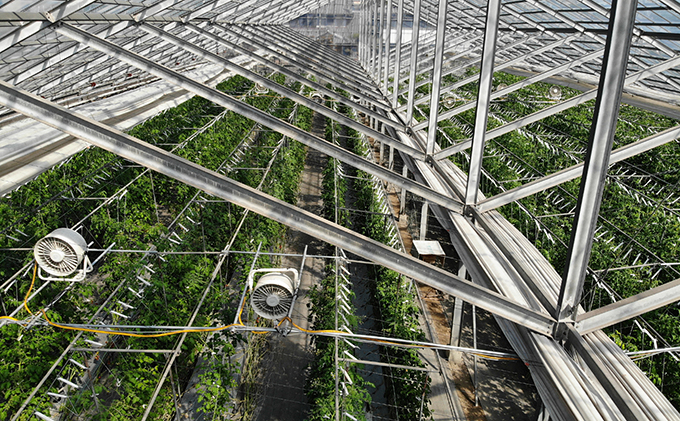 岐阜県池田町のふるさと納税 HOSONOFARMプレミアムミニトマト「スピカ」1kg 野菜