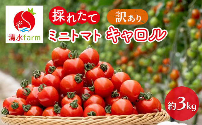 2026年7月～発送】訳あり 富良野産 採れたて直送! ミニトマト キャロル