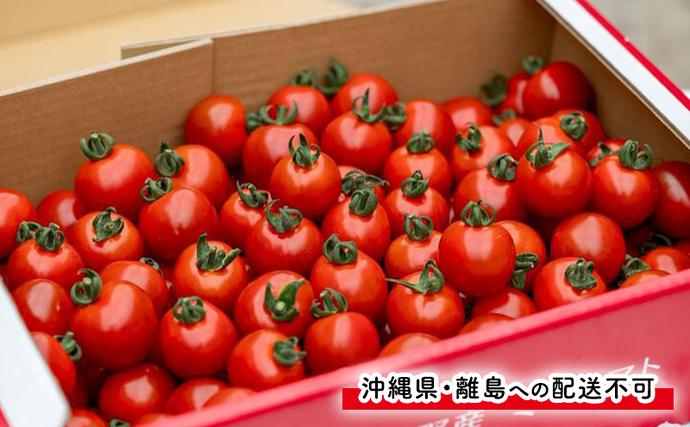 2026年7月～発送】訳あり 富良野産 採れたて直送! ミニトマト キャロル