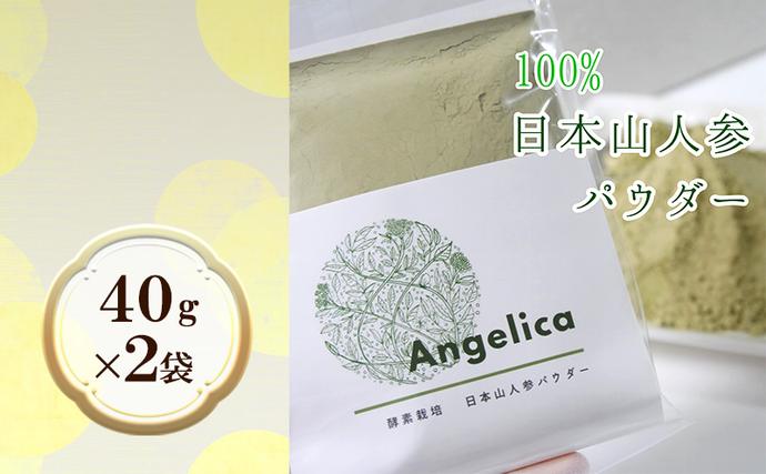 福岡県朝倉市のふるさと納税 ★希少★日本山人参（葉と茎の粉末） 2袋 飲料類 お茶 野菜/人参
