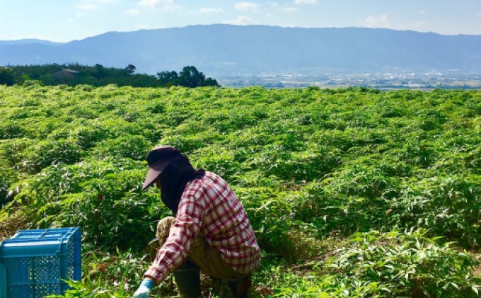 福岡県朝倉市のふるさと納税 ★希少★日本山人参（葉と茎の粉末） 2袋 飲料類 お茶 野菜/人参
